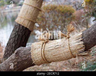 Riz KOMO-maki enveloppant les pins au Japon. Ils sont utilisés pour la lutte antiparasitaire. Banque D'Images