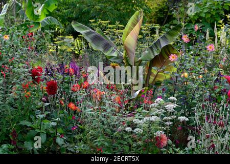 dahlia kilburn glow,nénuphars dahlias,salvia amistad,lychnis coronaria jardiniers monde,feuilles,angelica sylvestris purpurea,salvia amistad, dahlia tatat Banque D'Images