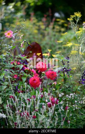 dahlia kilburn glow,dahlias d'eau,salvia amistad,lychnis coronaria jardiniers monde,ensete ventricosum maurelii,,feuilles,feuillage,tropical,plante,plan Banque D'Images