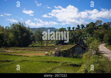 Paysage tropical rural avec cabane rustique simple. Paysage de montagne avec terrasse rizières. Campagne asiatique. Route vers les montagnes. Champ vert avec t Banque D'Images