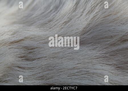 Jack Russell terrier blanc et brun en gros plan. Doux, doux, doux, les cheveux droits de l'sympathique petit chien d'animal de compagnie. Belle texture. Gros plan du terrier. Banque D'Images