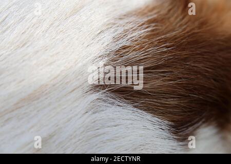 Jack Russell terrier blanc et brun en gros plan. Doux, doux, doux, les cheveux droits de l'sympathique petit chien d'animal de compagnie. Belle texture. Gros plan du terrier. Banque D'Images