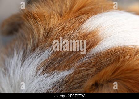 Jack Russell terrier blanc et brun en gros plan. Doux, doux, doux, les cheveux droits de l'sympathique petit chien d'animal de compagnie. Belle texture. Gros plan du terrier. Banque D'Images