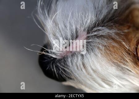 Jack Russell terrier blanc et brun en gros plan. Doux, doux, doux, les cheveux droits de l'sympathique petit chien d'animal de compagnie. Belle texture. Gros plan du terrier. Banque D'Images