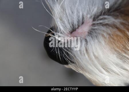 Jack Russell terrier blanc et brun en gros plan. Doux, doux, doux, les cheveux droits de l'sympathique petit chien d'animal de compagnie. Belle texture. Gros plan du terrier. Banque D'Images