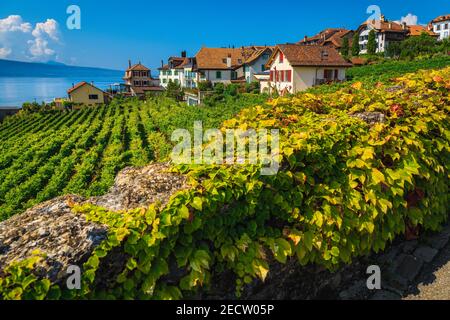 Magnifique vignoble en terrasse bien ordonné avec le lac Léman en arrière-plan. Vignes vertes et plantation de vignes avec maisons sur les collines, Rivaz, canton de Vaud Banque D'Images