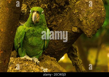 Le plumage vert perroquet avec dans la jungle équatorienne.Guayaquil, Equateur Banque D'Images