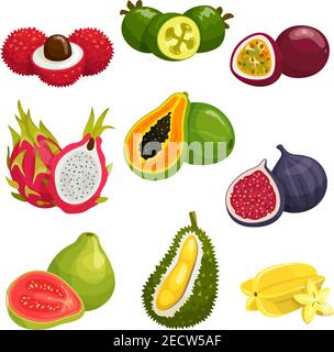 Icônes isolées de fruits tropicaux et exotiques. Éléments vectoriels de litchi, fruit dragon pitaya, papaye, durian, fruit de la passion maracuja, carambola, figue, gua Illustration de Vecteur