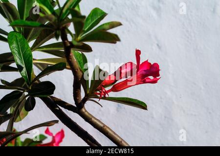 Fleur rose avec feuilles vertes sur fond de mur blanc. Jardin tropical fleuri. Fleur tropicale rose vif. Journée ensoleillée sur une île tropicale. Ex Banque D'Images