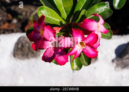 Fleur rose avec feuilles vertes. Jardin tropical fleuri. Fleur tropicale rose vif sur fond de mur blanc. Journée ensoleillée sur une île tropicale. Ex Banque D'Images