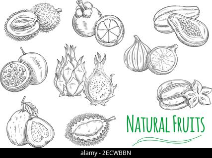 Fruits exotiques et tropicaux. Vector crayon croquis icônes isolées de durian, fruit de la passion maracuja, goyave, fruit du dragon pitaya, mangosteen, jackfruit, Illustration de Vecteur