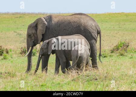 Une famille d'éléphants Banque D'Images