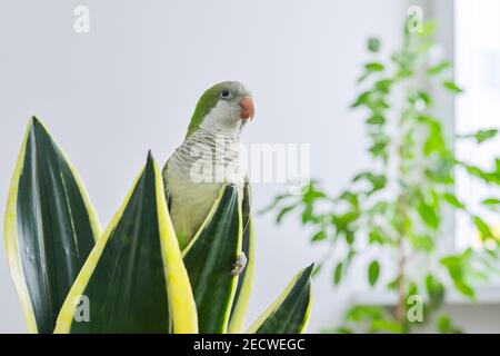 Perroquet vert quaker monk assis sur sansevieria maison Banque D'Images