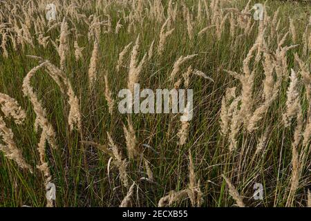 Grande fleur en été, plante sauvage dans les champs.New Banque D'Images