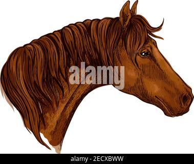 Portrait de profil noble de cheval. mustang marron au look calme Illustration de Vecteur