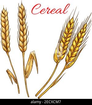 Céréales blé, orge, seigle oreilles isolées icônes vectorielles. Vector sketch grain plants pour l'étiquette de produit, l'autocollant d'emballage, l'étiquette d'épicerie, la conception de boulangerie Illustration de Vecteur