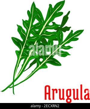 Icône de légume d'arugula. Bouquet d'arugula isolé et feuillu. Symbole végétarien d'ingrédient de salade d'aliments frais pour l'autocollant, l'épicerie, l'élément de magasin de ferme Illustration de Vecteur