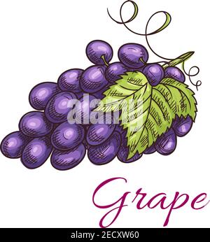 Baies de raisin noir. Vigne isolée de raisins avec feuilles. Emblème de fruits et de baies pour l'étiquette de jus ou de confiture, autocollant de bouteille de vin, magasin agricole Illustration de Vecteur