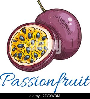 Icône d'esquisse de couleur vecteur fruit de la passion. Fruits de la passion isolés, entiers et coupés à moitié. Maracuja symbole de produit de fruit pour jus ou confiture étiquette, autocollant, ferme Illustration de Vecteur