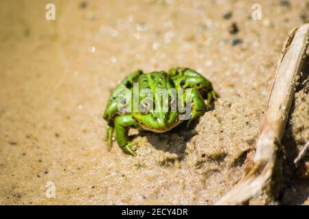 Une grenouille verte sur le sable, vue de face, jour ensoleillé Banque D'Images