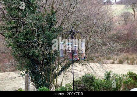 Mangeoire à oiseaux avec des oiseaux mangeant des arachides, des graines, des noix provenant de conteneurs cylindriques dans un jardin en hiver ouest du pays de Galles UK KATHY DEWITT Banque D'Images