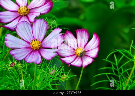 Trois fleurs de cosmos blanc rose vif avec des feuilles et des bourgeons verts dans le jardin. Fond floral d'été ou de printemps ou carte de vœux, mise au point sélective, blu Banque D'Images