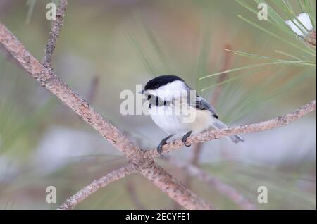 Chickadee à capuchon noir isolé et perché sur une branche en hiver dans le parc Algonquin, Canada Banque D'Images