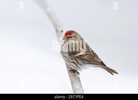 Sondage Redpoll commun perché sur une branche en hiver dans le parc Algonquin, Canada Banque D'Images