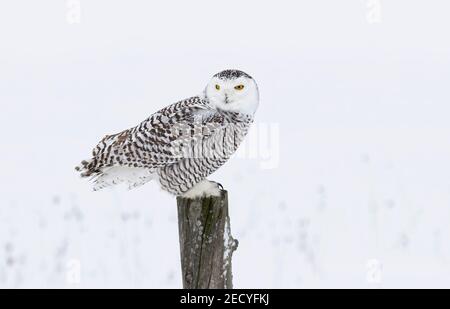 Hibou des neiges (Bubo scandiacus) femelle perchée sur un poteau en hiver, chassant sur un champ couvert de neige au Québec, Canada Banque D'Images