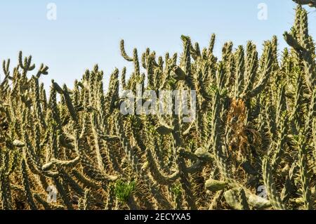 Cactus grove au Maroc. Banque D'Images