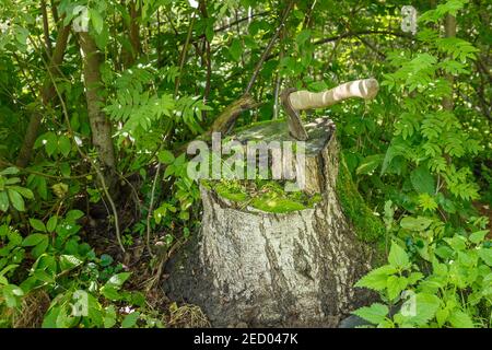 AX dans la souche. La hache est coincée dans une vieille souche de bouleau dans la forêt. Banque D'Images