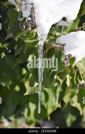 Une glace sur une Ivy Banque D'Images