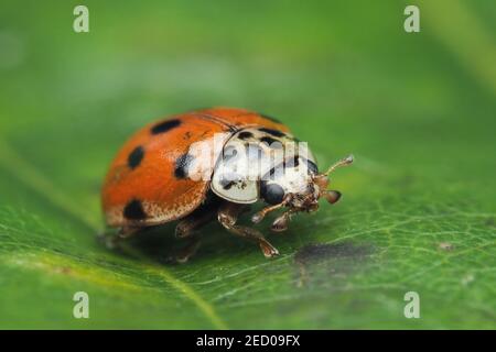 10-spot Ladybird (Adalia decempunctata) rampant le long de la feuille de chêne. Tipperary, Irlande Banque D'Images