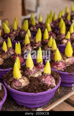 Beaucoup de bulbes de jacinthe avec des pousses dans des pots dans des serres à vendre. Industrie agricole Banque D'Images