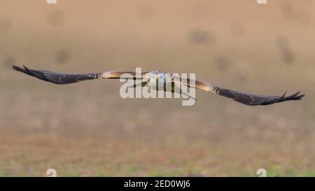 Cerf-volant (Milvus milvus), volant sur un terrain, Extremadura, Espagne Banque D'Images