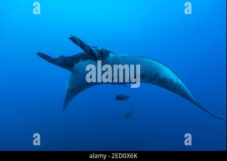 Rayon de manta pélagique (Manta birostris), San Benedicto, îles Revillagigedo Socorro, Océan Pacifique, Mexique Banque D'Images