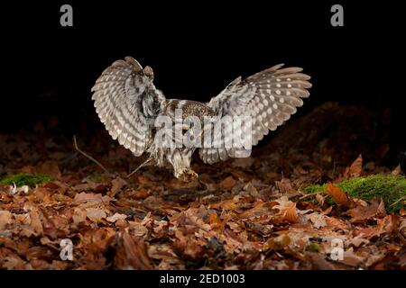 La chouette de Tengmalm (Aegolius funereus) lors d'une attaque de proies, Thuringe, Allemagne Banque D'Images