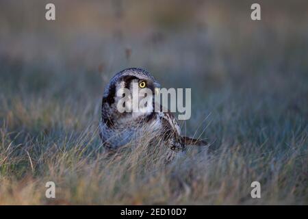 Northern Hawk Owl (Surnia ulula) assis dans l'herbe, oiseau parasite, Saxe, Allemagne Banque D'Images