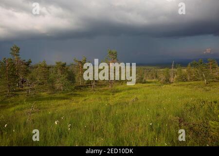 Tourbière en pente dans le parc national de Riisitunturi, Kuusamo, Ostrobothnia du Nord, Finlande Banque D'Images