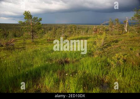 Tourbière en pente dans le parc national de Riisitunturi, Kuusamo, Ostrobothnia du Nord, Finlande Banque D'Images