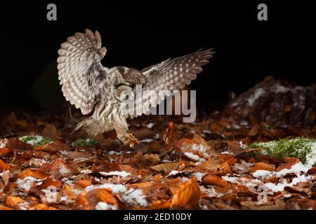 La chouette de Tengmalm (Aegolius funereus) lors d'une attaque de proies, Thuringe, Allemagne Banque D'Images