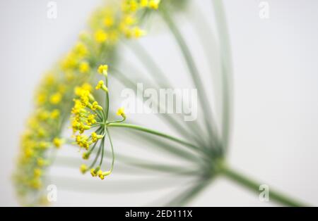 Ombelle à fleurs jaunes, fenouil de graines (Foenicule vulgare), Suisse Banque D'Images