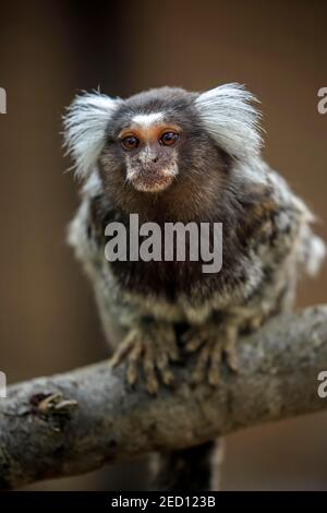 Marmoset touffeté blanc (Callithix jacchus), adulte, assis, sur l'arbre, regardant la caméra, captive, Parndana, Kangaroo Island, Australie méridionale, Australie Banque D'Images