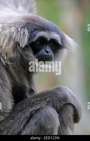 Gibbon argenté (Hylobates moloch), gibbon Java, Bow-wow, adulte, assis, portrait, regardant dans l'appareil photo, captif, Mogo, Nouvelle-Galles du Sud, Australie Banque D'Images