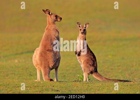 Kangourou gris de l'est (Macropus giganteus), adulte, paire, dans un pré, Maloney Beach, Nouvelle-Galles du Sud, Australie Banque D'Images