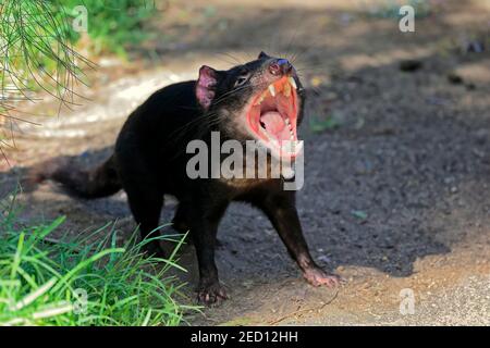 Diable de Tasmanie (Sarcophilus harrisii), diable de Tasmanie, adulte menaçant, ruisseau câleux, Australie méridionale, Australie Banque D'Images