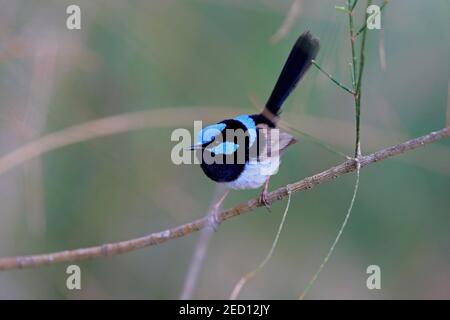 Superbe fairywren (Malurus cyaneus), adulte, homme, en attente, long Beach, Nouvelle-Galles du Sud, Australie Banque D'Images