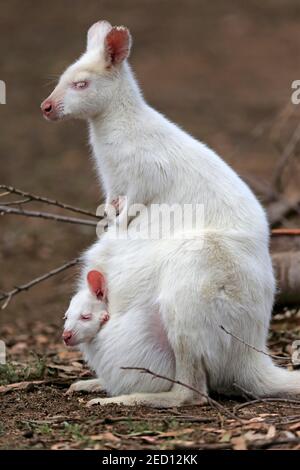 Wallaby à col rouge (Macropus rufogriseus), kangourou de Bennett, albino, adulte, femme, juvénile, juvénile, vue hors de la poche, ruisseau Cudddly, sud Banque D'Images