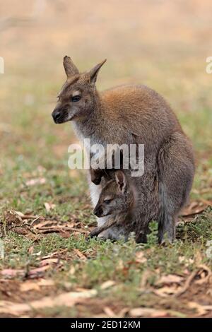 Wallaby à col rouge (Macropus rufogriseus), kangourou de Bennett, adulte, femme, jeune, regardant hors de la poche, Ceddly Creek, Australie méridionale, Australie Banque D'Images