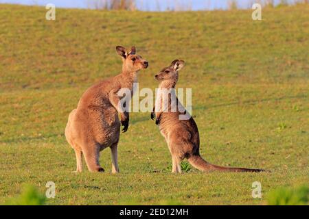 Kangourou gris de l'est (Macropus giganteus), adulte, paire, dans un pré, Maloney Beach, Nouvelle-Galles du Sud, Australie Banque D'Images